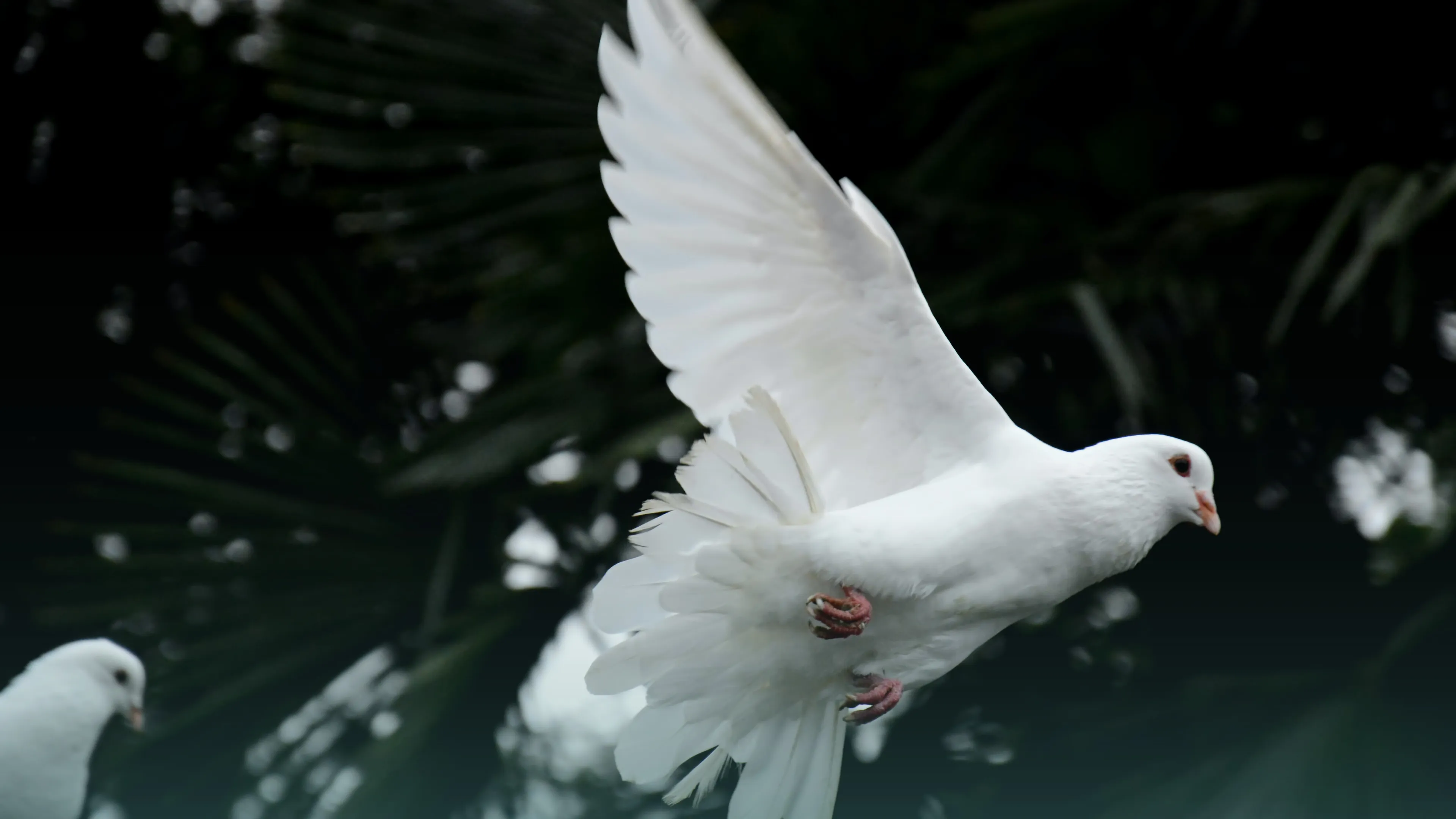 7 prachtige liederen over Pinksteren