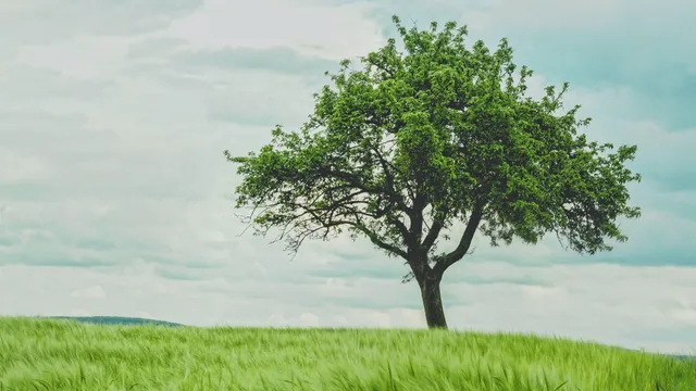 Uitgelichte afbeelding